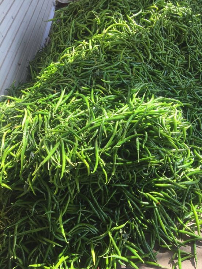 优质精品黑皮线椒，价格美丽大量走保证质量