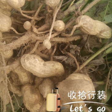 花生鲜货带壳