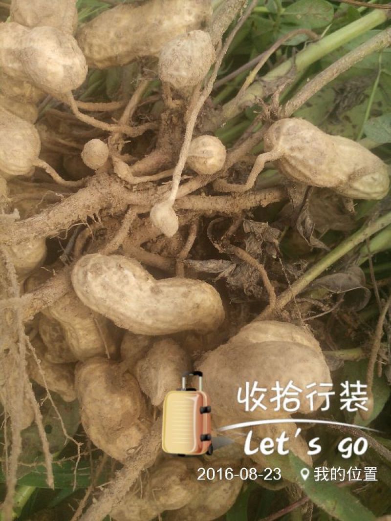 花生鲜货带壳