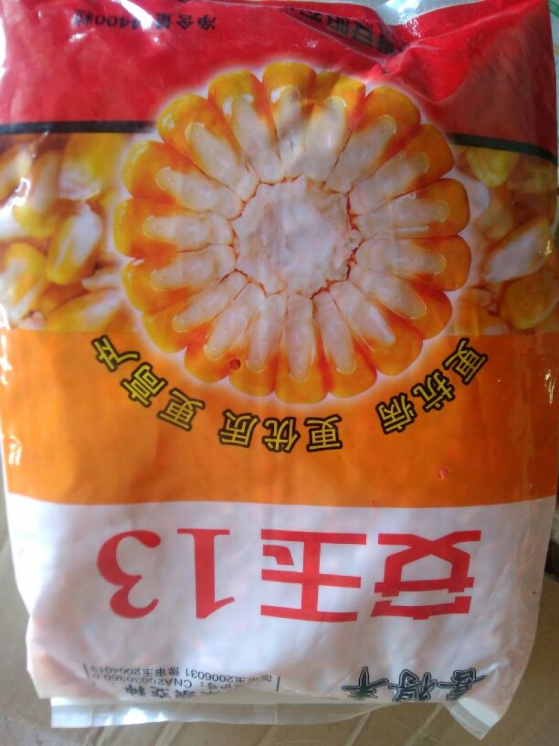 玉米种子