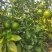 特早蜜橘上市中，产地一手货源，欢迎品尝订购