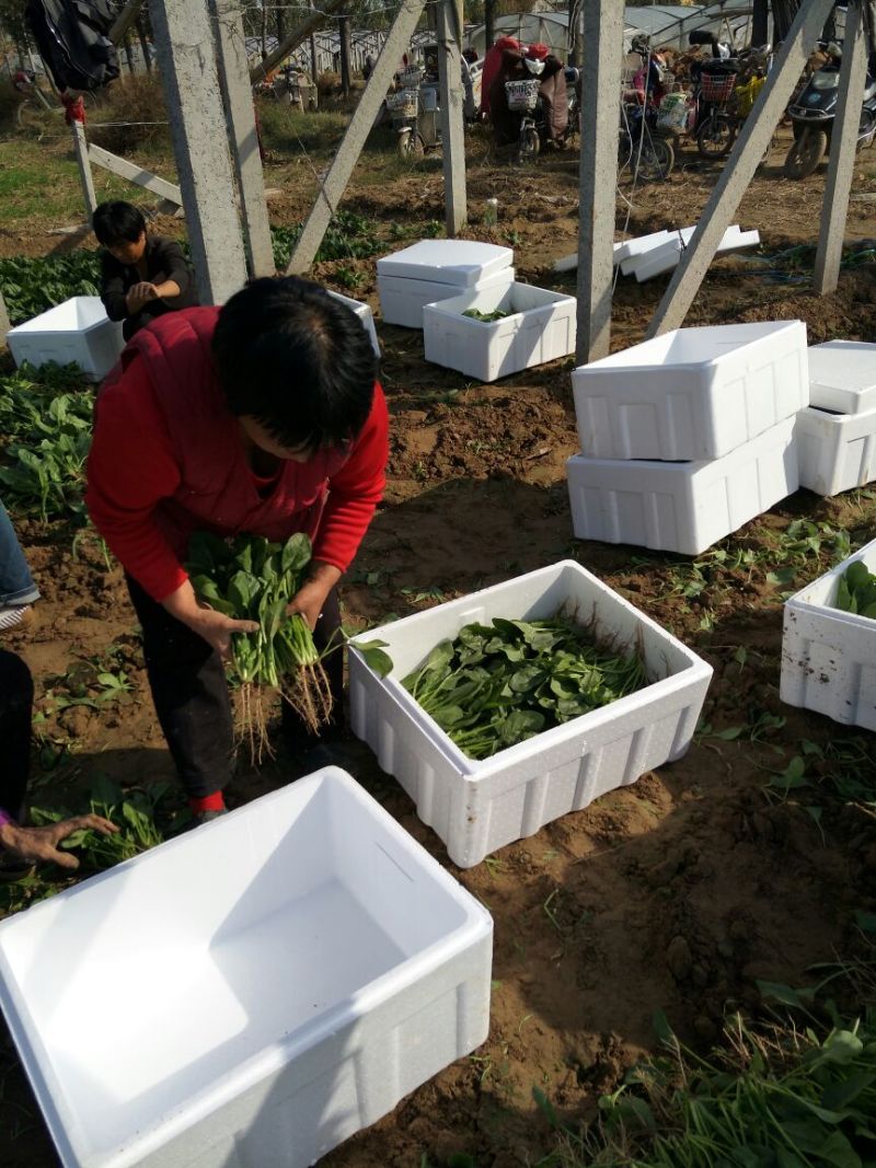 菠菜25~30厘米