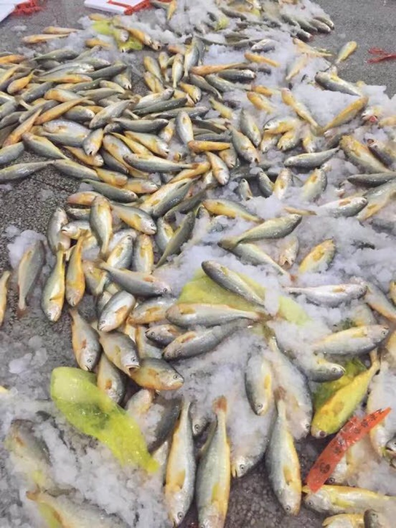 黄鱼