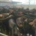 肉驴苗200斤