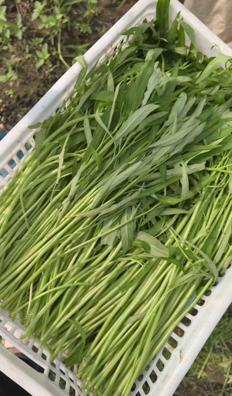 精品空心菜产地供应量大从优诚信经营欢迎咨询