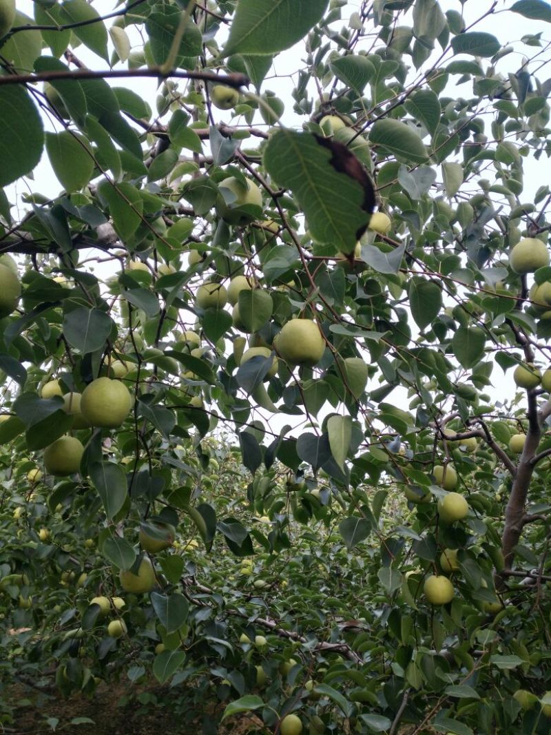 蜜梨200~250g光果
