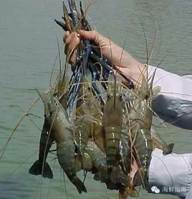 青虾食用16~20只/kg