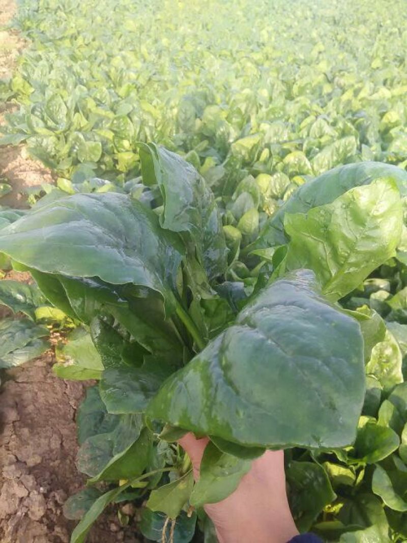 菠菜20~25厘米