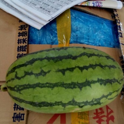 广西南宁市西乡塘区小富西瓜 5斤打底 8成熟 1