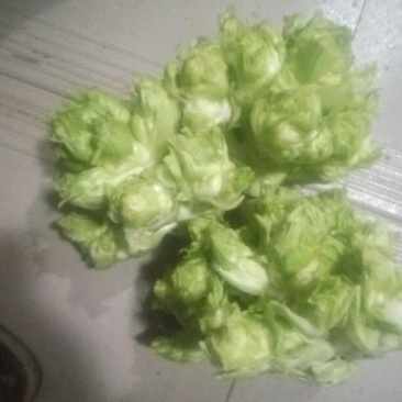 圆根萝卜1~1.5斤起