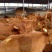 牛犊活牛西门塔尔牛犊肉牛犊西门塔尔牛200~300