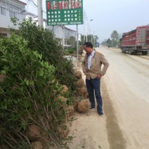 八月桂河南桂花树苗价格，河南省八月桂花树苗价格