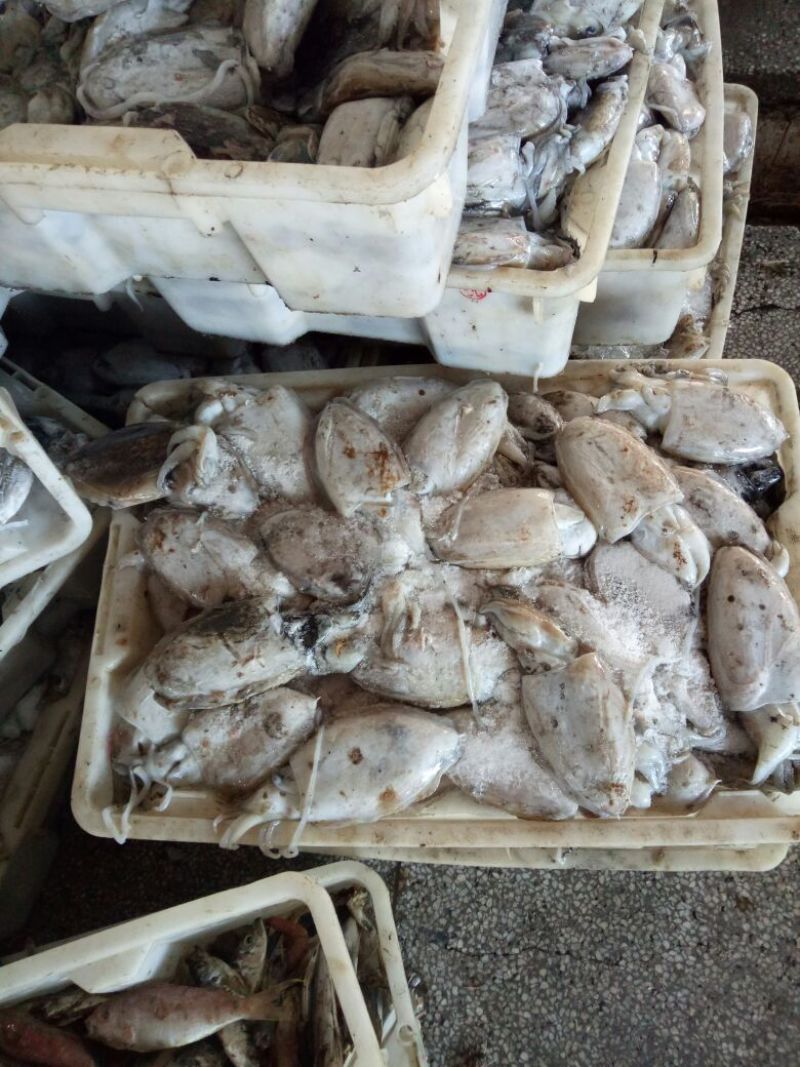 沙尖鱼野生