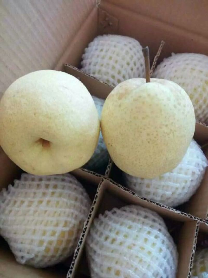 礼泉酥梨250~300g纸袋