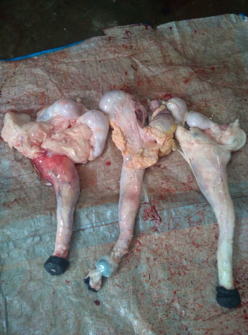 鲜驴肉全驴熟驴肉驴肠可真空包装礼盒装货真价实