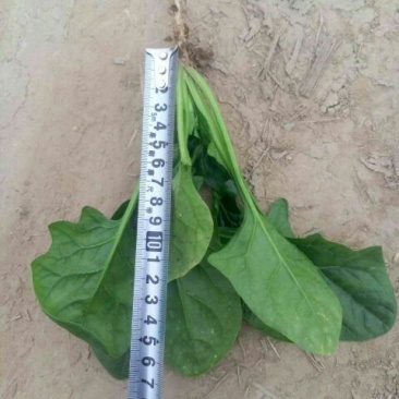 黑叶菠菜15~20厘米