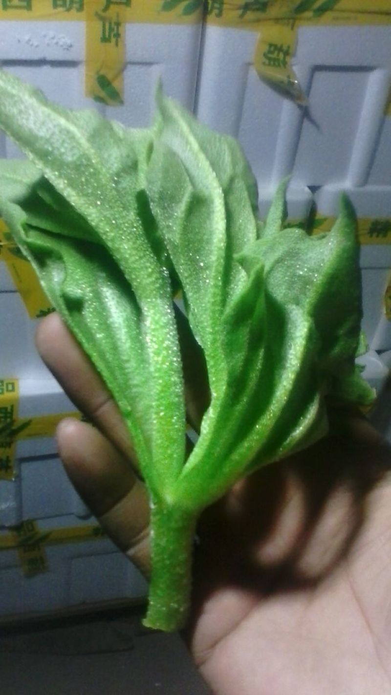 蔬菜基地常年种植专业精品，质量严格