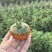 草莓西红柿，大量供应中