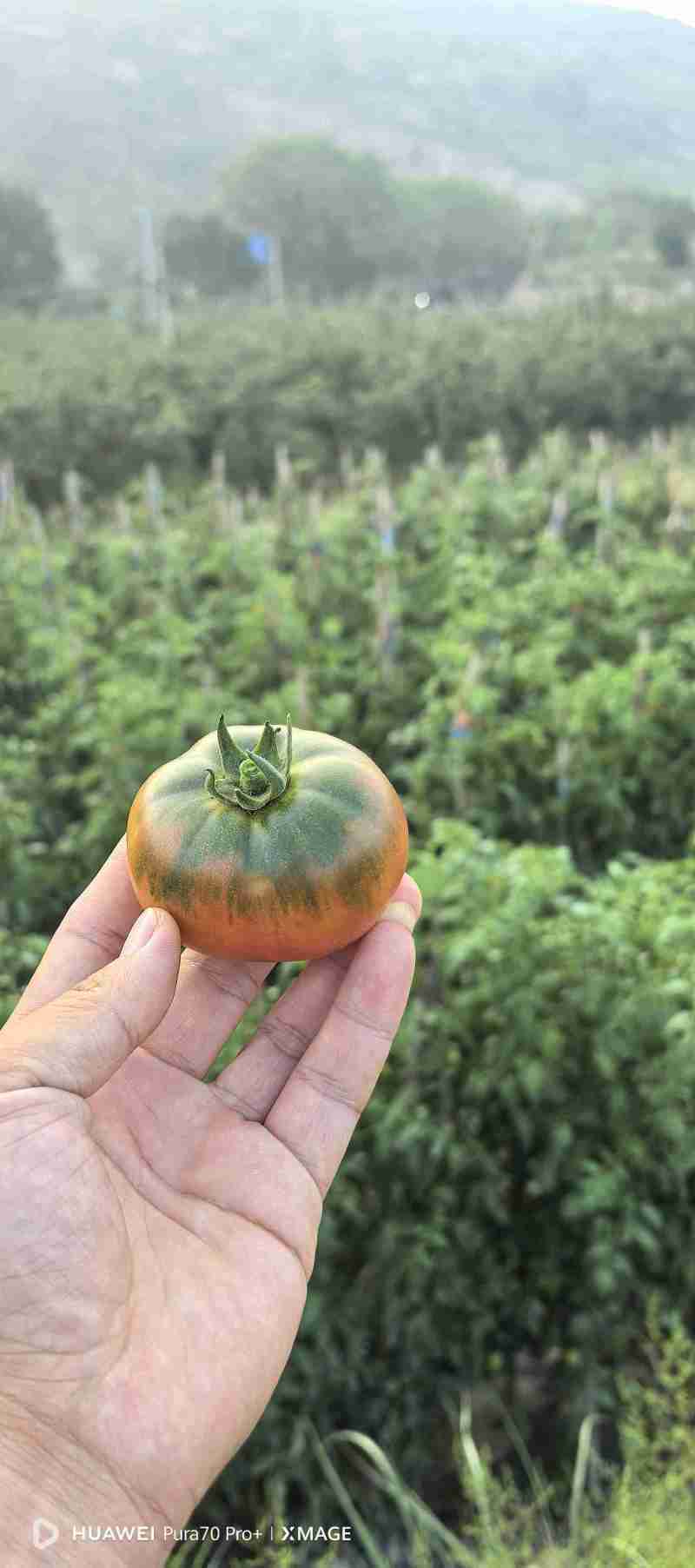 草莓西红柿，大量供应中