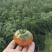 草莓西红柿，大量供应中