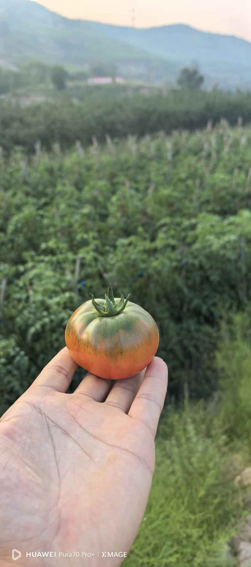 草莓西红柿，大量供应中