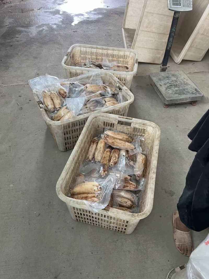 洪湖莲藕，好泥出好藕粉藕产地直发量大欢迎欢迎来电