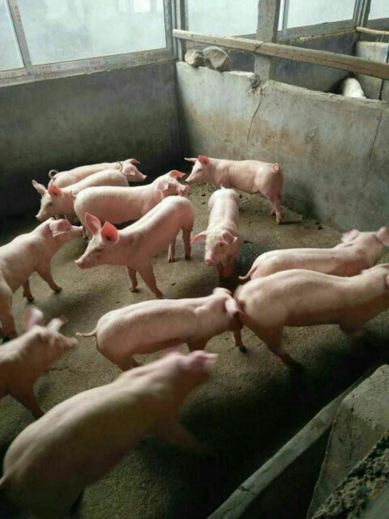 山东猪场苗猪仔猪价格母猪价格检疫齐全，免费送货。