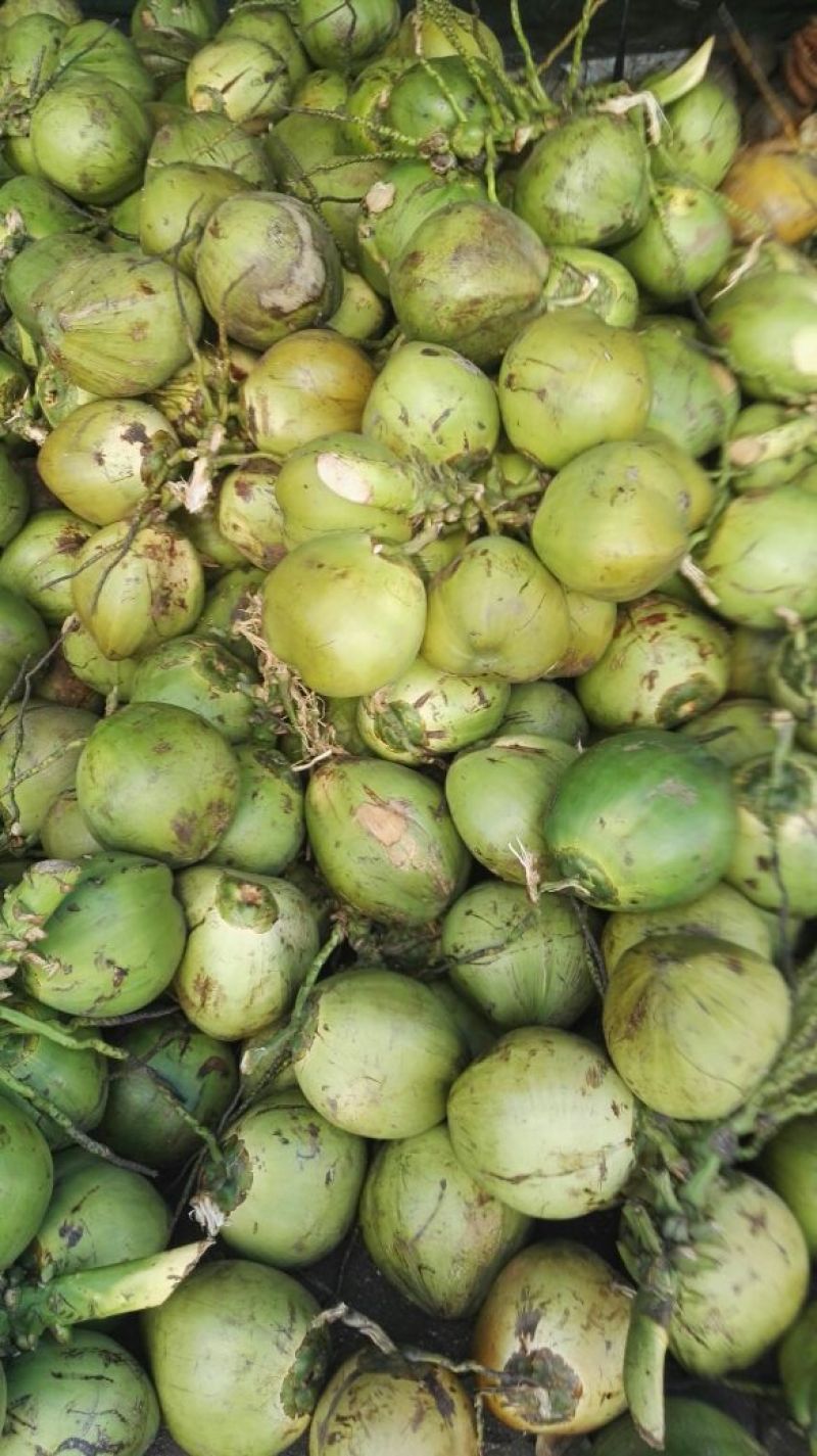 高种椰子4~5斤