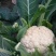 白花菜散装