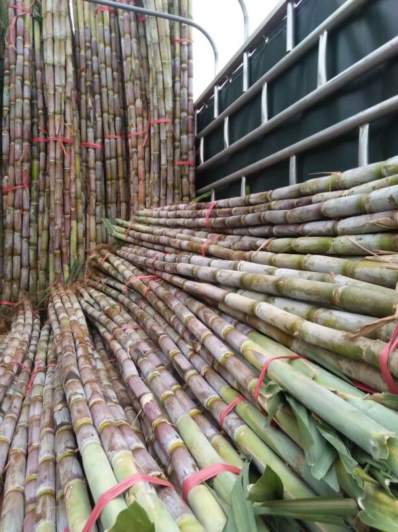 青皮白玉甘蔗青皮甘蔗50000亩