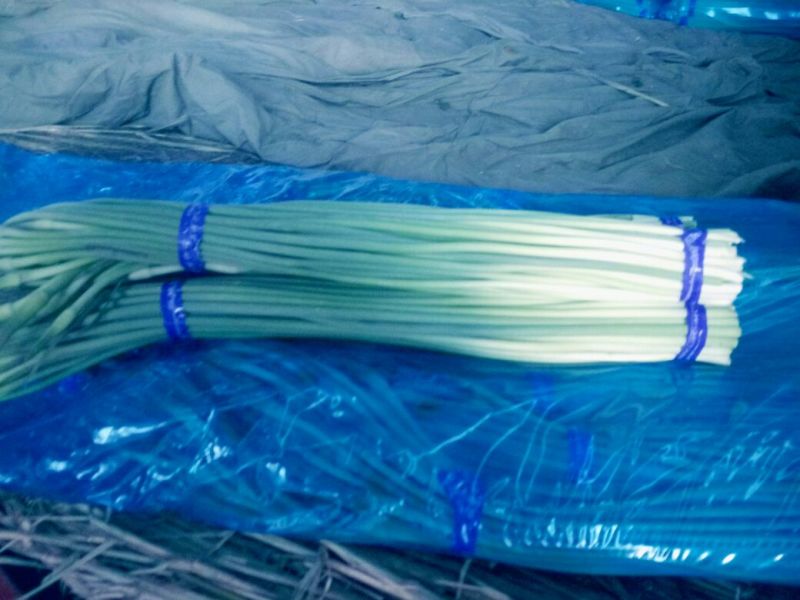 蒜薹30~40厘米