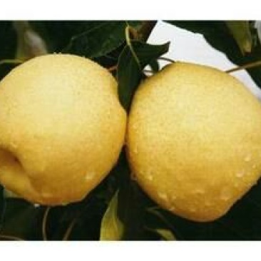 砀山梨450~500g光果