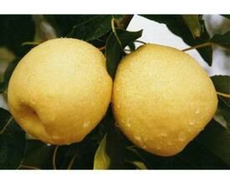 砀山梨450~500g光果