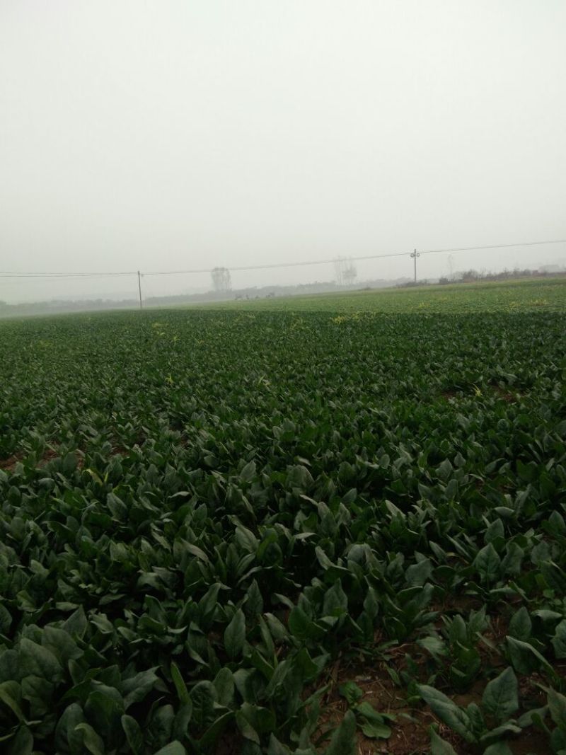 绿神菠菜20~25厘米