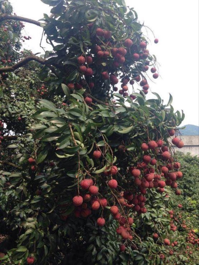 糯米糍荔枝