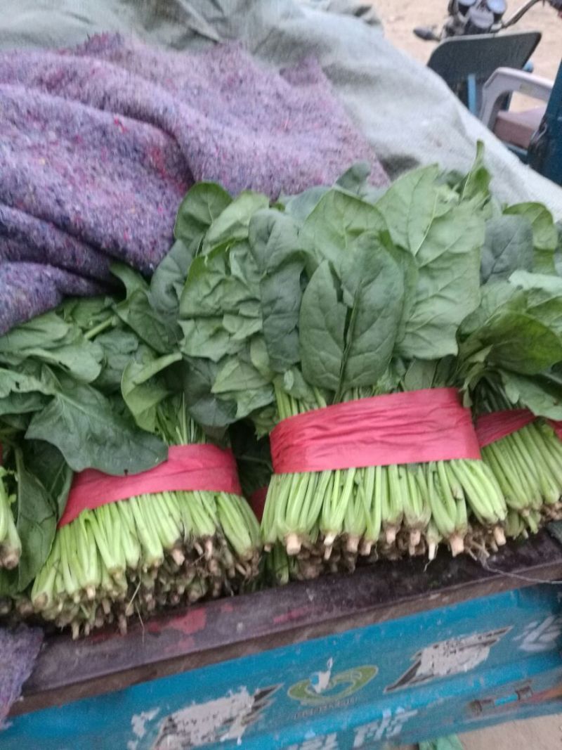 山东菠菜/大叶菠菜/产地货源/自家基地/欢迎采购商来电