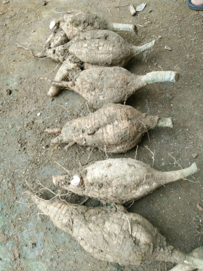 葛根种苗