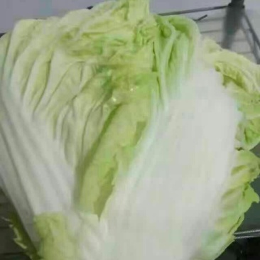 白菜5斤以上秦白二号，散装，袋装，质量保证，专业码工
