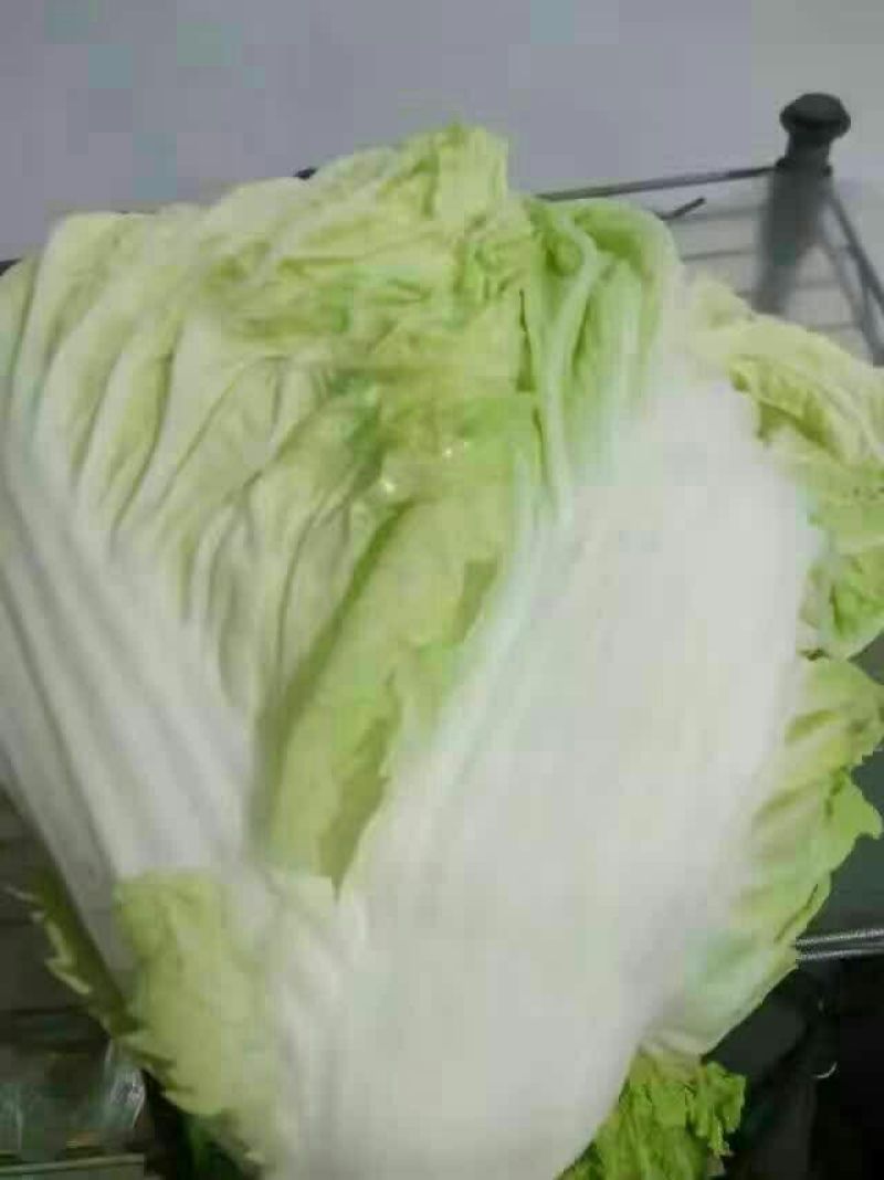 白菜5斤以上秦白二号，散装，袋装，质量保证，专业码工