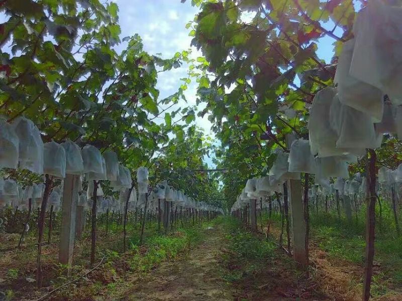 户太八号葡萄5%以下2斤以上
