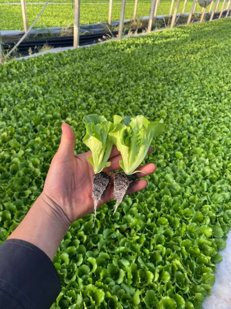 耐寒意大利生菜苗