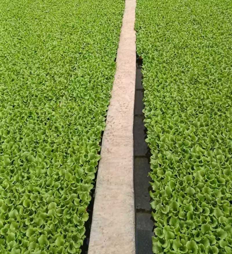 耐寒意大利生菜苗