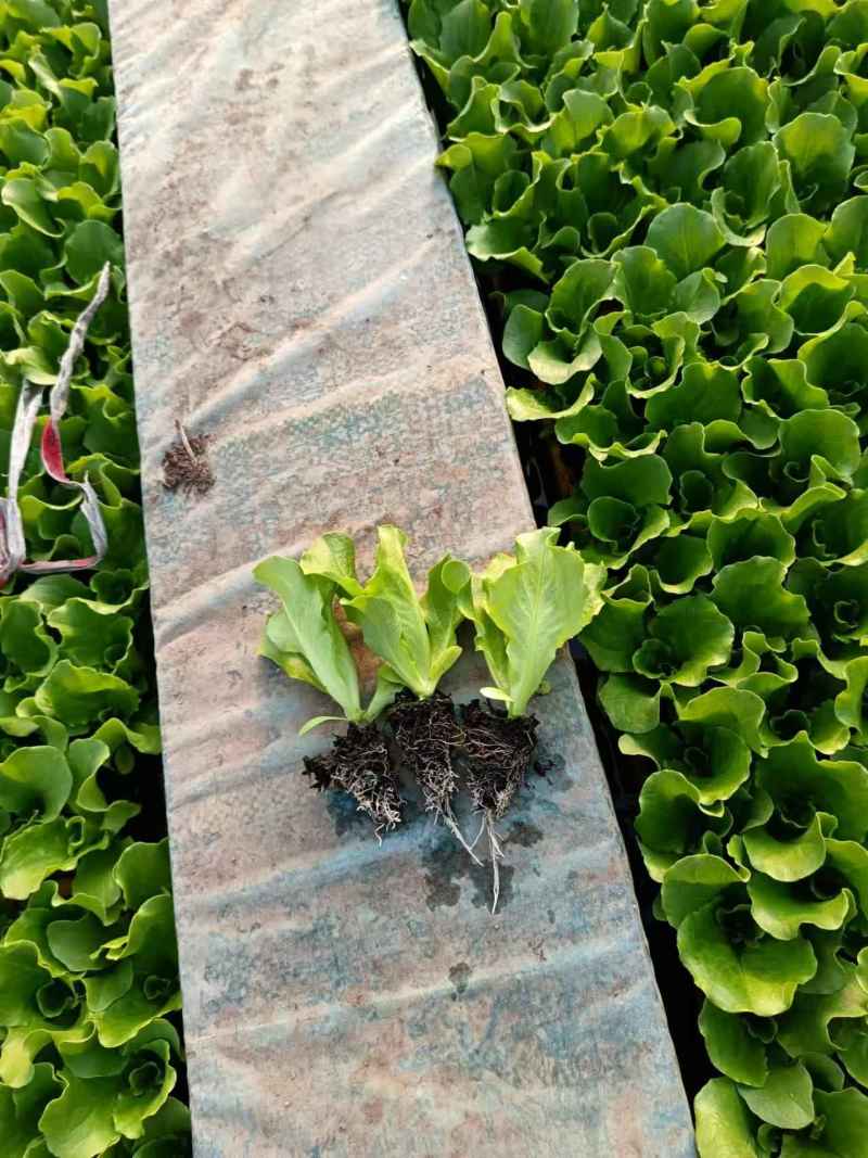 耐寒意大利生菜苗