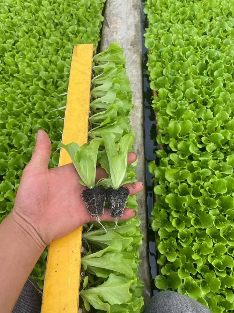 耐寒意大利生菜苗