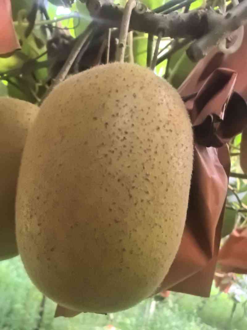 黄皮黄心猕猴桃G3阳光金果奇异果猕猴桃颜色漂亮果型好