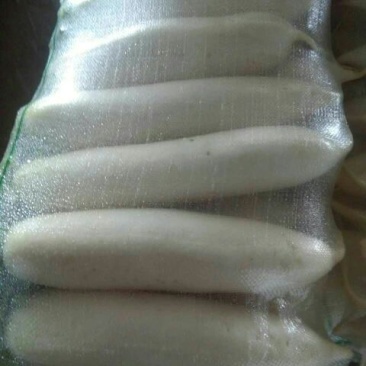 白萝卜1.5~2斤起