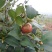 油茶籽99%以上
