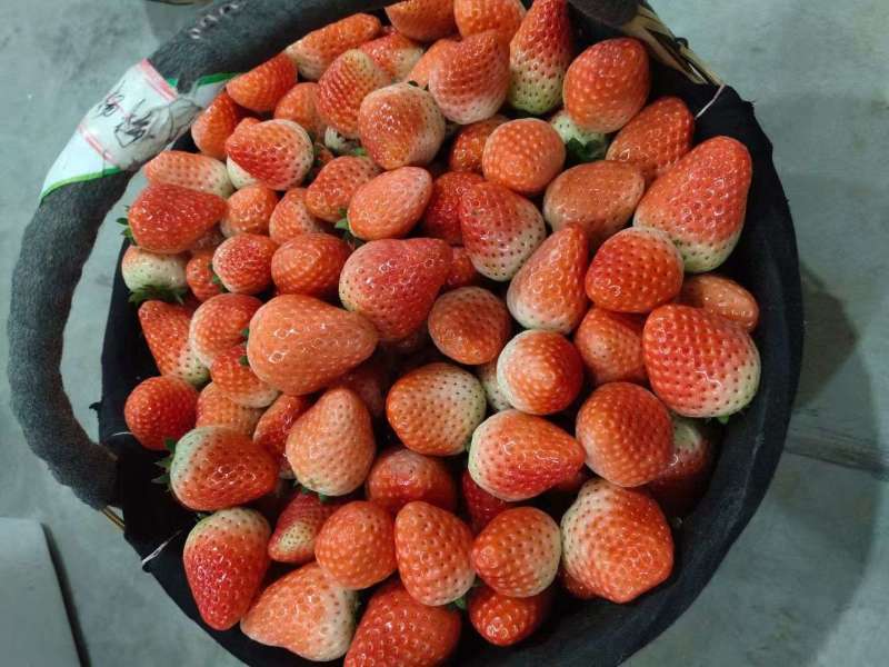 【精品宁玉】江苏现摘草莓妙香基地直供对接各大平台市场商超