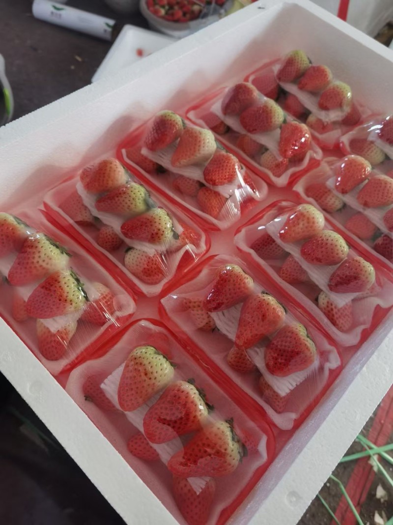 【精品宁玉】江苏现摘草莓妙香基地直供对接各大平台市场商超