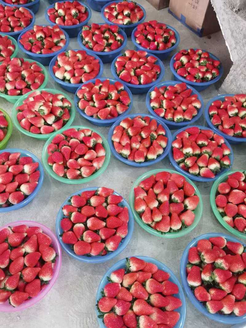 【精品宁玉】江苏现摘草莓妙香基地直供对接各大平台市场商超